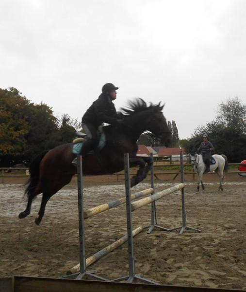 Pension pour chevaux